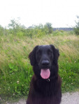 Wiske